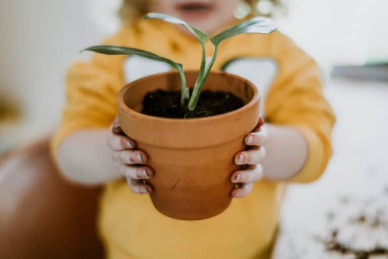 40 Hands-On Plant Activities for PreK & Toddlers (No Worksheets)