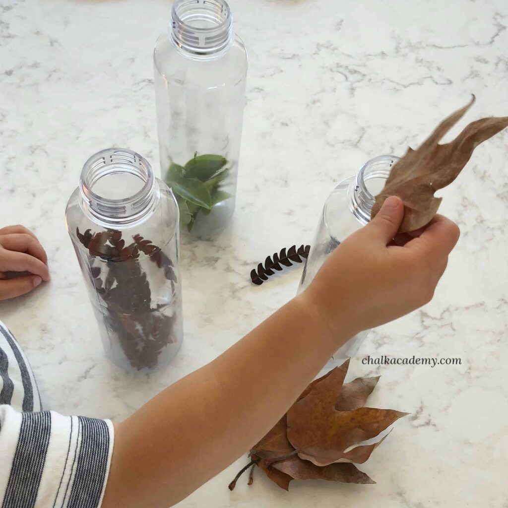 Leaf Sorting Sensory Bottles - Nature Discovery Activity for Kids!