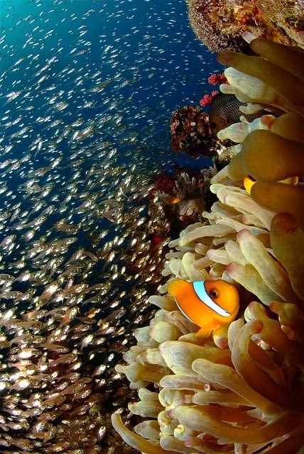 clown fish sea anemone
