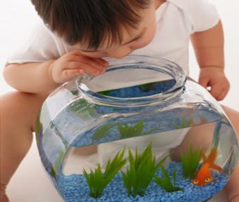 Baby looking in fish bowl