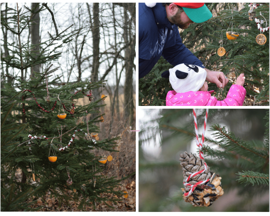 decorating edible christmas tree for the animals