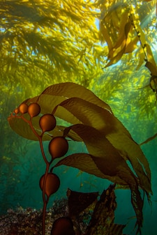 New growth giant kelp set against the kelp canopy and sunlit waters of the Channel Islands National Park, CA, USA
