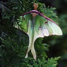 Awaiting the Night | Did you know adult Luna Moths don't eat… | Flickr
