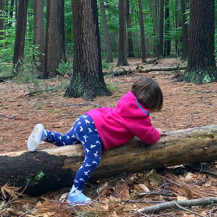 Wike Baby navigating over a fallen tree
