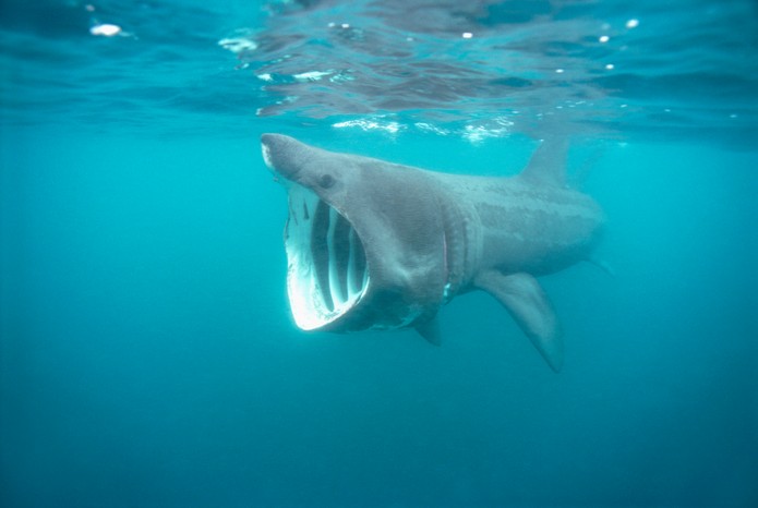 A basking shark swimming with its mouth open