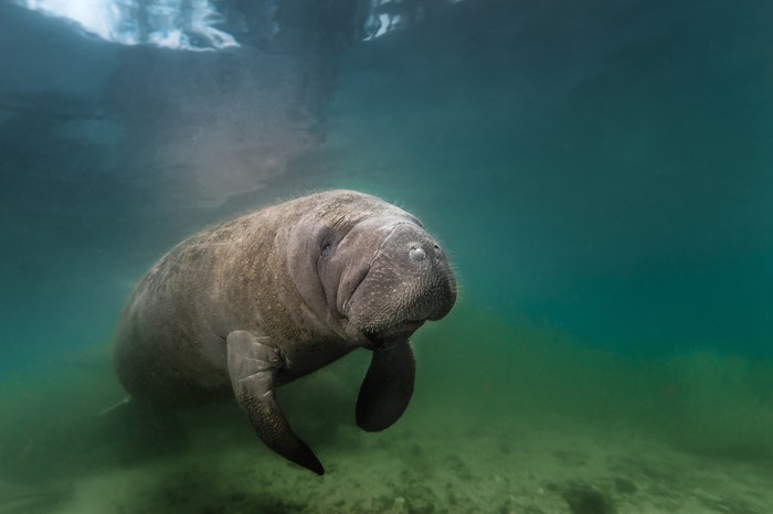 Florida manatees head inland to Florida’s warm springs during the winter months.