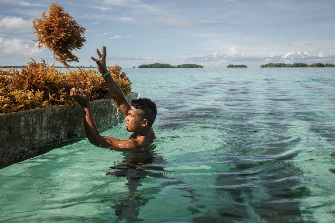 A farmers standing in ocean water throws a bundle of seaweed into a collection boat after harvesting it near Beniamina Island, part of the Solomon Islands