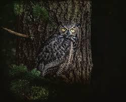 Night Owl Photograph by Marilyn Wilson | Fine Art America
