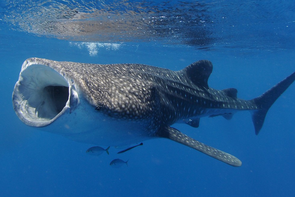 Whale shark feeding with its mouth open