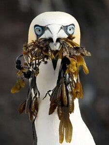 A bird, Northern gannet, holds a bunch of seaweed in its beak