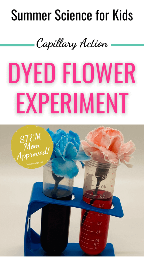 Text: Summer Science for Kids Capillary Action Dyed Flower Experiment. Picture: Blue and Red dyed flowers in blue and red water test tubes. Badge: STEM Mom Approved