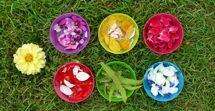 Flower Petal Canning: Collecting and sorting flowers into bowls.