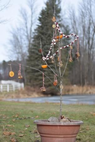 edible ornaments and outdoor Christmas tree