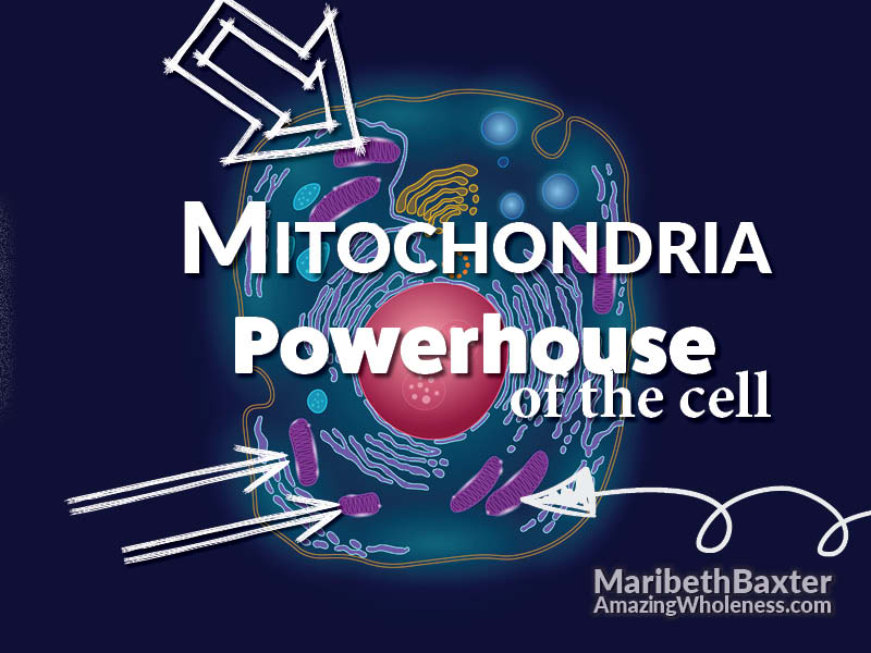 Mitochondria, Powerhouse of the cell