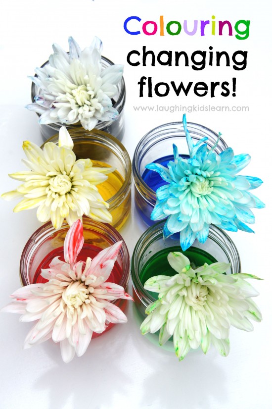 color changing flowers for science activity to do with kids at home or school. Simple science fun. #simplescience #colorchangingflowers #plants #plantlife 