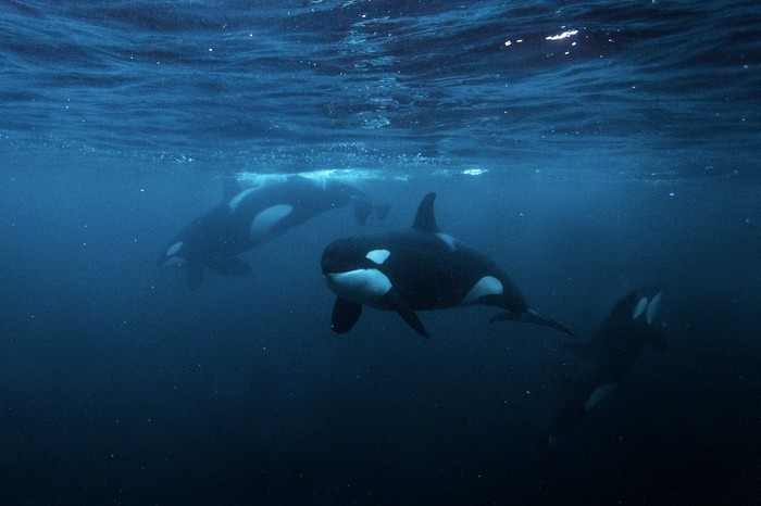Three orcas underwater.