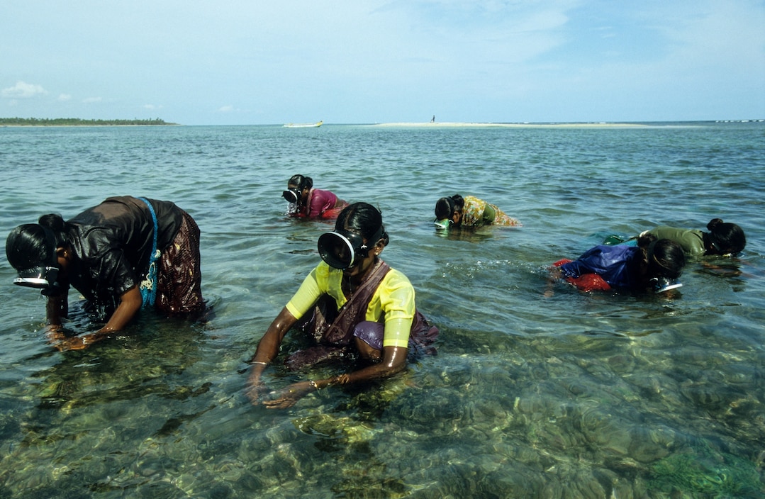 women of fishing village Valasai dive for seaweed using goggles as hands navigate in shallow water